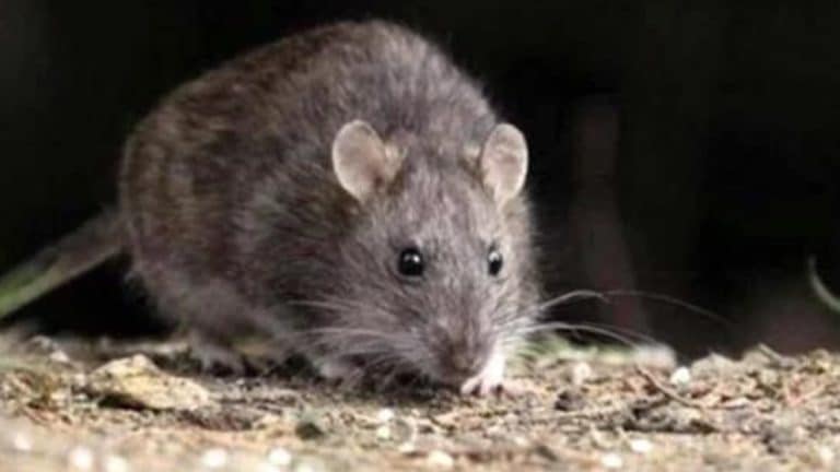 Muere una persona que dio negativo en COVID-19 y positivo en hantavirus