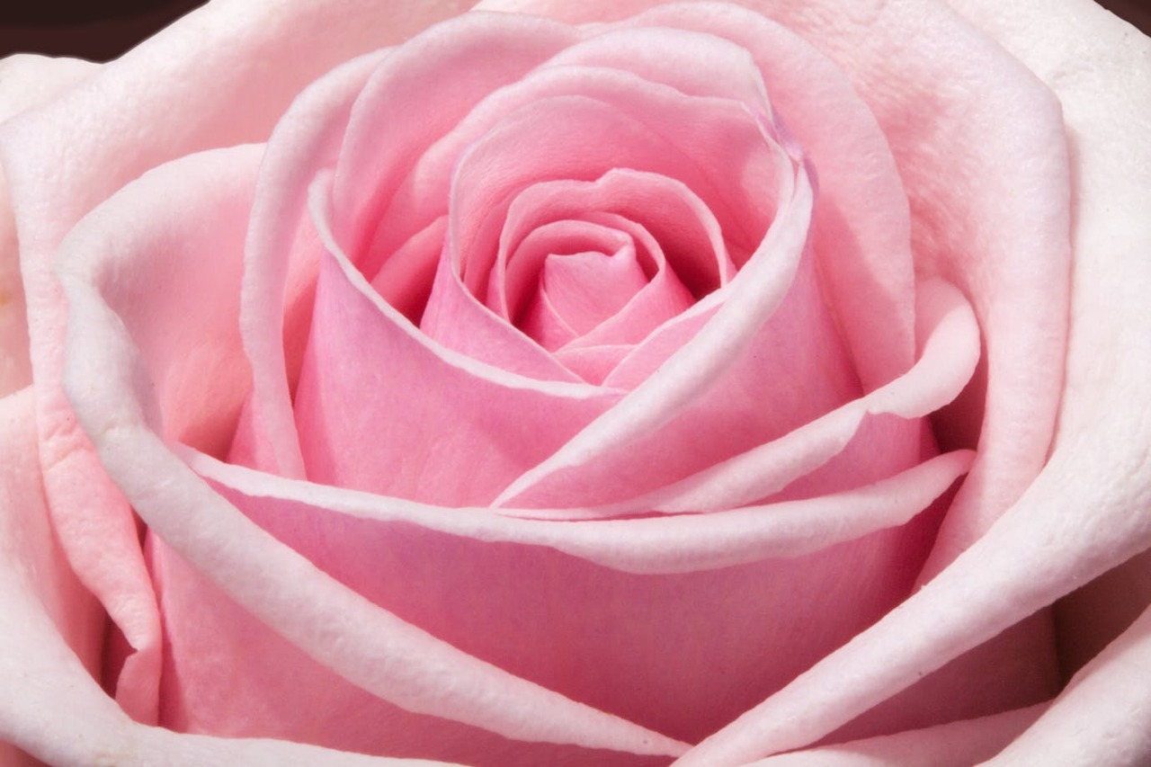 Sant Jordi: la magia de regalar una rosa (y algo más) Sant Jordi: la magia de regalar una rosa (y algo más)